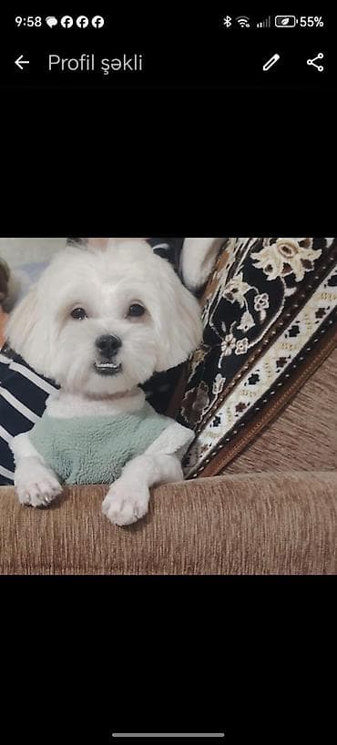 cins itlerin satisi: Məhsul: Kiçik itlər üçün bayram üslublu geyim - Tərtibat: don tipli — 5