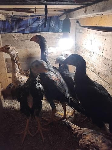 sort toyuq: Toyuq cücələri, Ətlik — 1