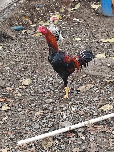 ördək balası və cücə: Məhsul: Xoruz (qırmızı-qara rəngli) Aprel Beçəsidir Çəkisinin Orta — 1