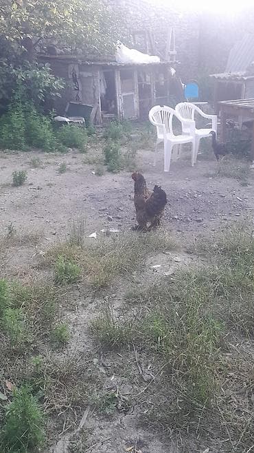 Toyuq, Yumurtalıq — 9