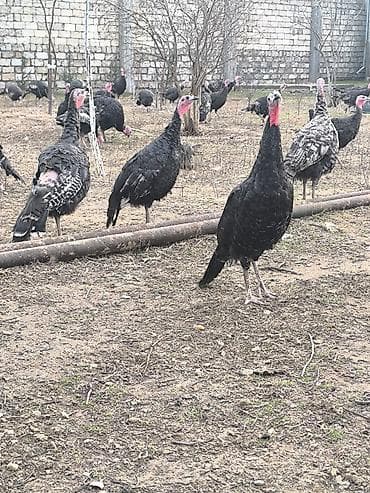 Amerikan bronz erkey hinduskalar satilir.unvan Bine qesebesi.7 lalafo.az -da Amerikan bronz erkey hinduskalar satilir.unvan Bine qesebesi.7