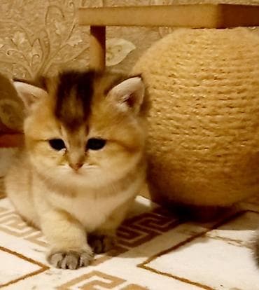 Pişiklər: Britan, Dişi, Yaxşı əllərə, Ünvandan götürmə — 1