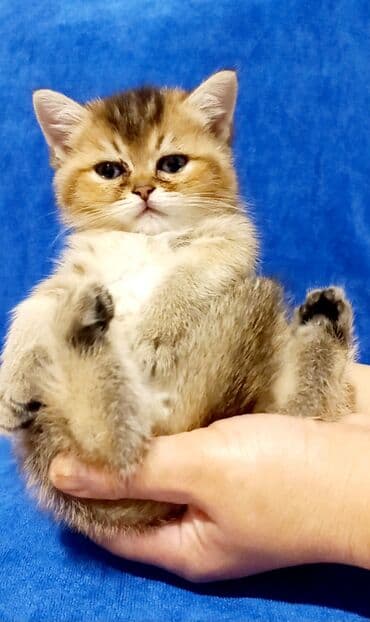 pişik itib: Britan, Erkək, Dişi, Yaxşı əllərə, Ünvandan götürmə — 9