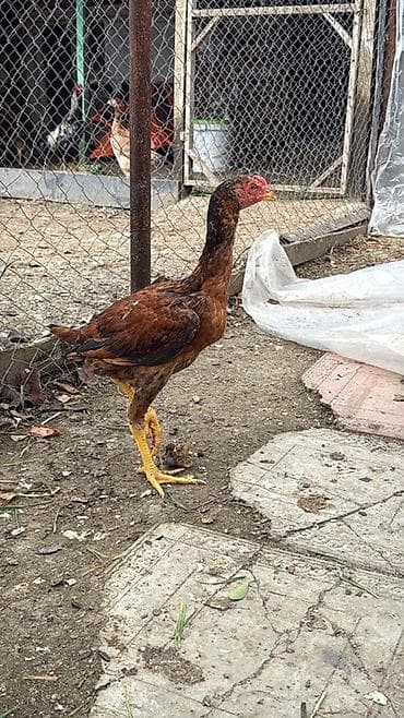 toyug cuce: Toyuq cücələri, Damazlıq — 2