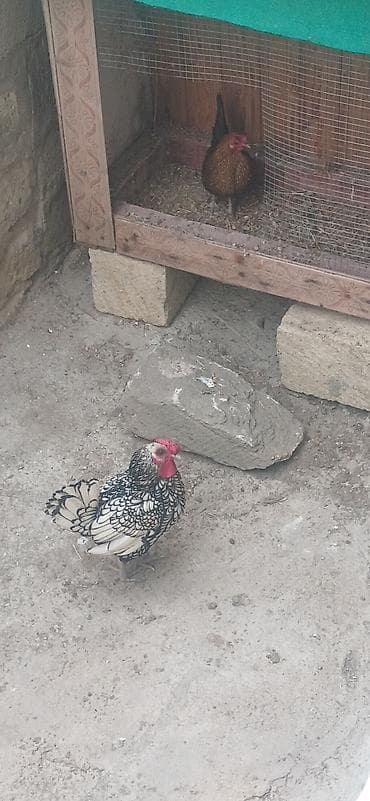 toyuq evi: Toyuq, Damazlıq — 3