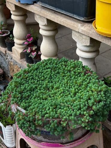 yumru xalça: Xalça — 9