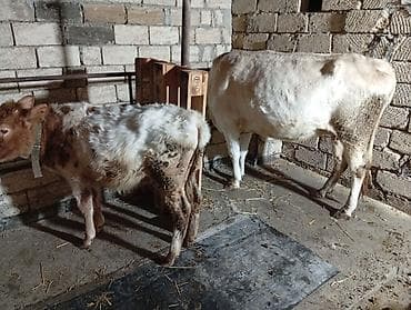 tap.az heyvanlar qoyunlar: Salam aleykum birinci qarina duyedi yanindaki bala 4 ayliqdi dishidi — 4