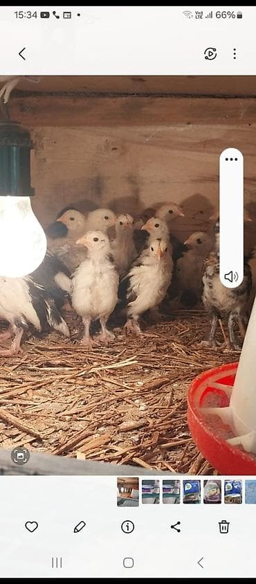 inkubator cucesi: Toyuq cücələri, Ətlik, Ünvandan götürmə — 2