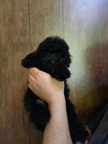 Pudel, 2 ay, Erkek, Peyvəndli, Ödənişli çatdırılma lalafo.az -da Pudel, 2 ay, Erkek, Peyvəndli, Ödənişli çatdırılma
