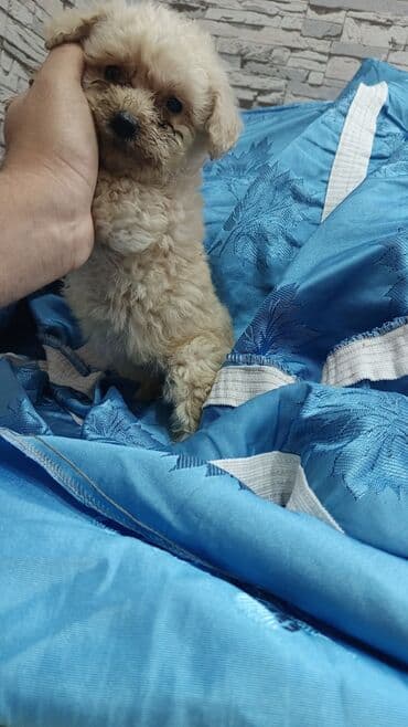 baliq qulagi: Pudel — 2