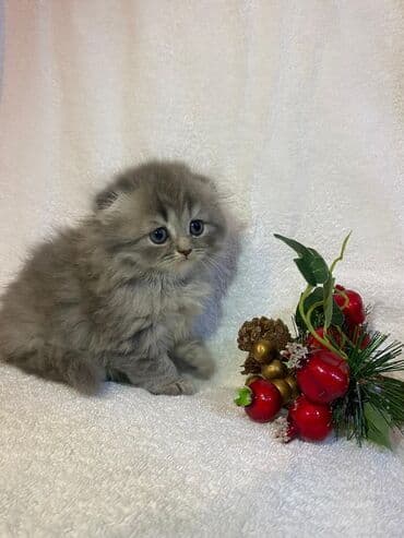 pişik evi: Şotland, Erkək, Dişi, Yaxşı əllərə, Ünvandan götürmə, Pulsuz çatdırılma, Ödənişli çatdırılma — 7