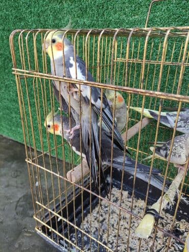 dovşan qəfəsi: Qəfəslər quşlar — 20