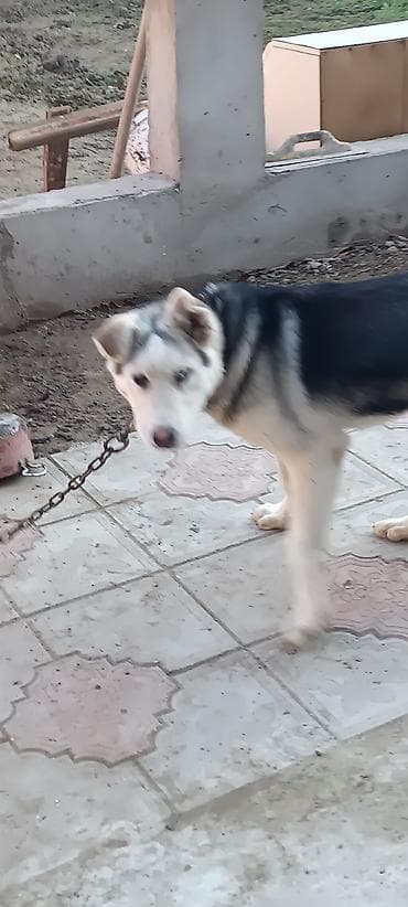 Xaski, 6 ay, Erkek, Ünvandan götürmə