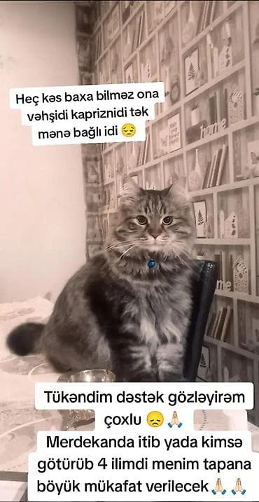 tap. az itler: Elan: Itkin ev pişiyi axtarılır – Mərdəkan Təsvir: - Uzun tüklü — 1