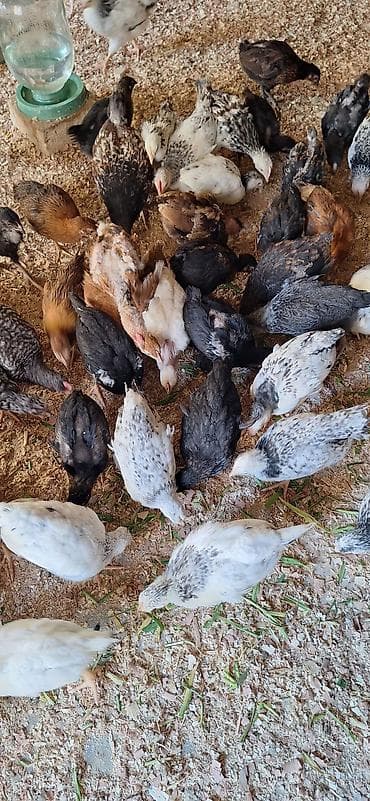 hinduşqa cücəsi: Toyuq cücələri, Damazlıq, Ödənişli çatdırılma — 7