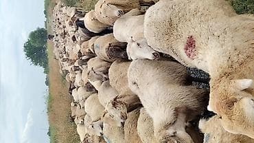 at satisi qiymetleri: Dişi, il: 1, Damazlıq, Pulsuz çatdırılma — 1