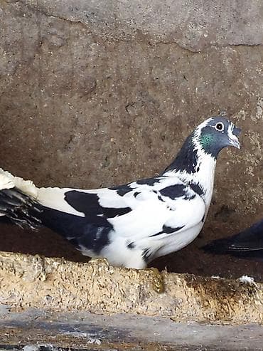 it balasi satilir: Zehmet olmasa axira qeder oxuyun sonra elaqe saxlayin.Alni kekilli — 1