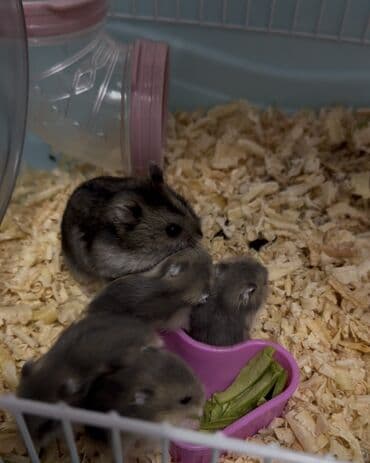 Boşqablar: Ev heyvanı: Cırtdan hamster (dwarf hamster) Təsvir: - Şirin, kiçik — 4