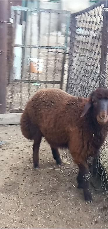 toy pudel satisi: Salam erkeydi oz heyvanlarmin balasi 4 ay yarımlığ anasi ekizde doğur — 2