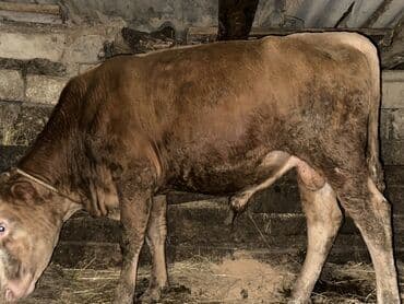 heyvan bazari inekler: Теленок, Самец, месяцев: 1, 105120 кг, Для мяса, Самовывоз — 5