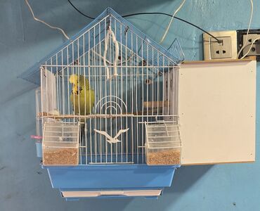 2 eded papuqay ərkek maya qəvəz evide ustunde verilir pamsi birlikde