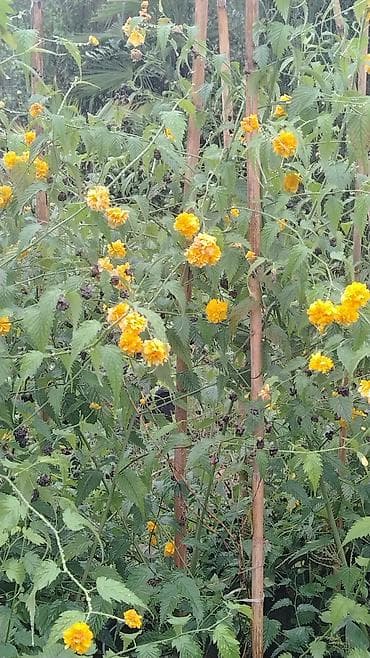 пластик окна: Bağ və landşaft üçün dekorativ bitkilər – müxtəlif növ əkilməsi hazır — 7