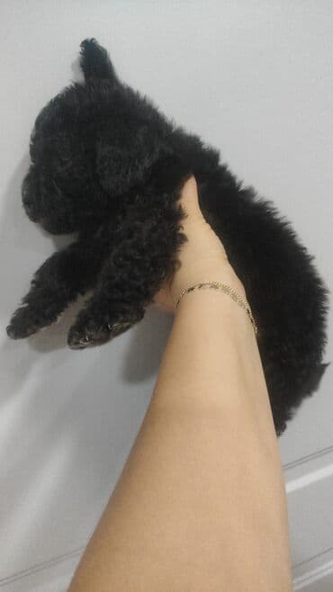 pudel it satisi: Pudel, 2 ay, Erkek — 5