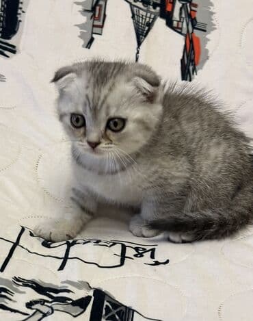 pişik ucuz: Şotland — 10