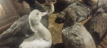 baliq tutmaq ucun yem: 3 aylıq lal ördəklər.Qiymətlər ölçülərinə görə dəyişir.Qarğıdalı — 1