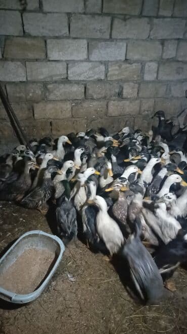 ağ ördək: Erkək, Damazlıq — 4