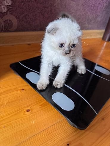 pişik baytarı: Şotland — 4