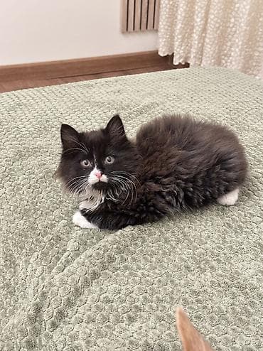 bala pişik pulsuz: V dobrie ruki pushistiy kotik. 2 mes devocka — 2