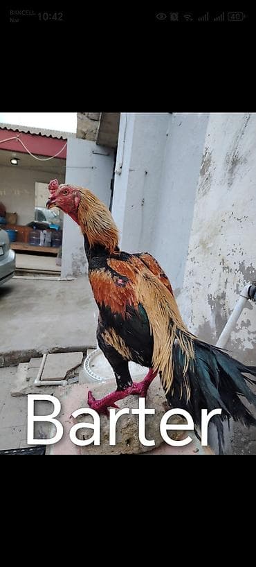 Gəmiricilər: Barter edirem heyratı xoruzu damazligdi real olan vacapa yaza biler — 1