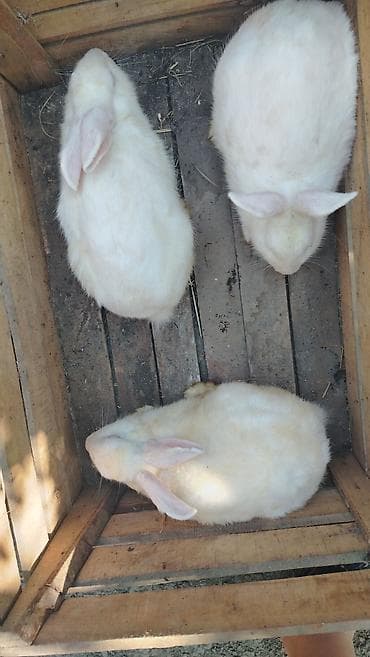 mor rəng: Ağ rəngli dovşanlar – 3 ədəd Məhsul təsviri: - Cins: Ağ albinos tipli — 2