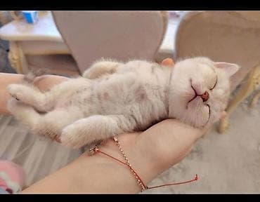 Heyvanlar üçün mallar: Erkək, Dişi, Yaxşı əllərə, Ünvandan götürmə, Pulsuz çatdırılma, Ödənişli çatdırılma — 6