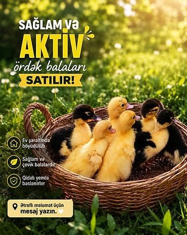 7 ədəd lal ördək balası inqubator deyil,tək tək satılmır. iyulun 19 u