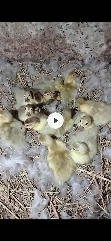 yerli cuce: Məhsul: ördək balaları (cücələr) Təsvir: Temiz lavanda ve qirmizi — 1