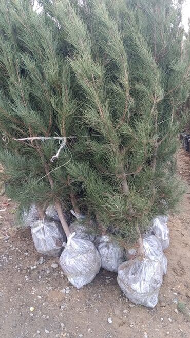 əhəng daşı satışı: Torf gubresinn satşi 2.50kepik çox olana endirim olacaq super — 9