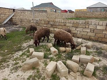 kreditle heyvan satisi: Heyvanlar təcili satılır vatsap AKTİVDİ — 3