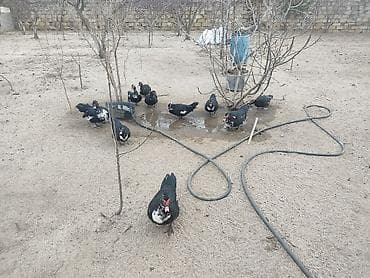 balaca tuklu it: Damazlıq ördəklər — 3