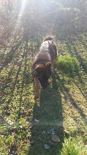 pi̇şi̇k: Şotland — 5