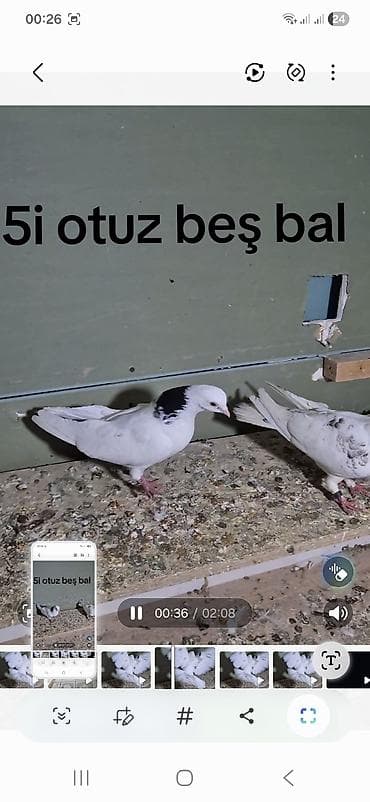 Göyərçinlər: 5 dənə tutulma 25 manat ünvan Bakı naxçıvanski — 3