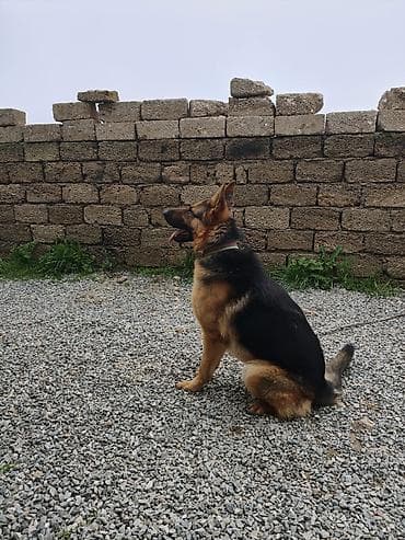 Alman çoban iti, 11 ay, Erkek, Peyvəndli, Ünvandan götürmə