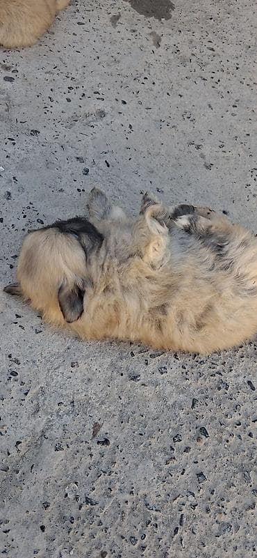 Pekines, 1 ay, Dişi, Peyvəndli, Rayonlara çatdırılma