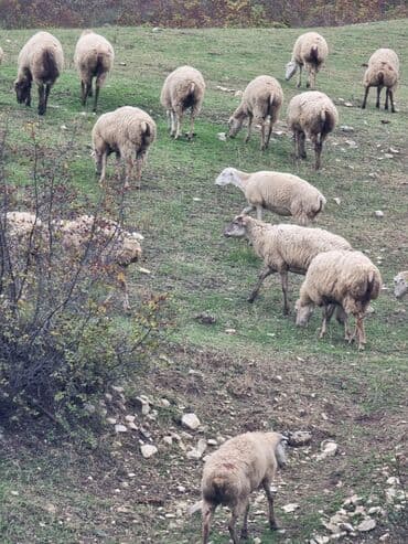cins ineklerin satisi 2019: Salam hər vaxtiniz xeyir . 50 baş super damazliq 1 ci 2 ci qarina — 2