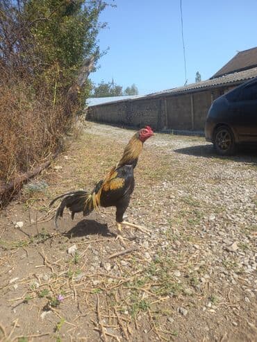 кокер спаниель баку: Xoruz, Heyratı, il: 1, Ünvandan götürmə — 2