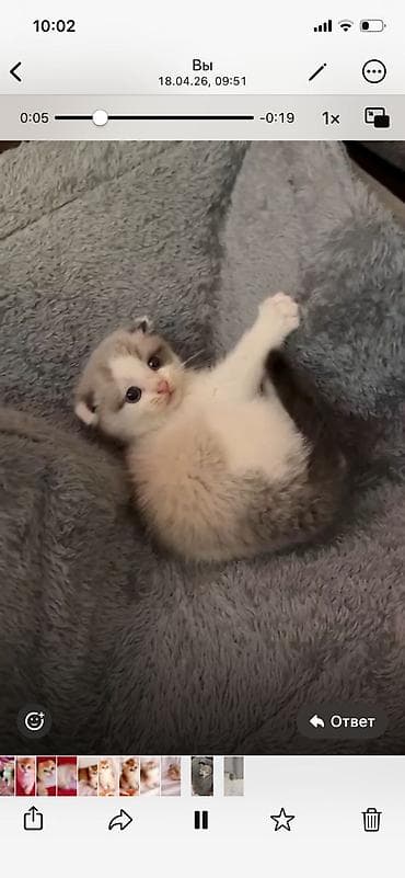 pişik alıram: Şotland — 3