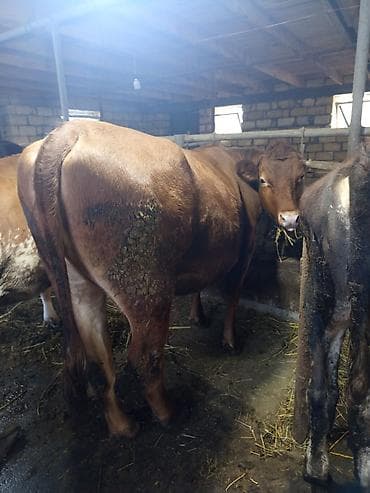 inek satan: Qırmızı rəngli anqus düyə 1yaş 6 aylığ– südlük və ətlik istiqamətli - — 6