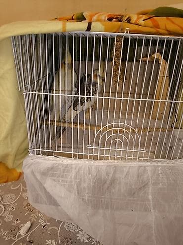 Hazır 1 cüt karella satılır Erkək danışır sözlər bilir yumurta