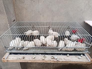 Kənd təsərrüfatı quşları: Tam sağlam və aktiv Texas sortu bildirçin ailəsi satılır. 120 — 2